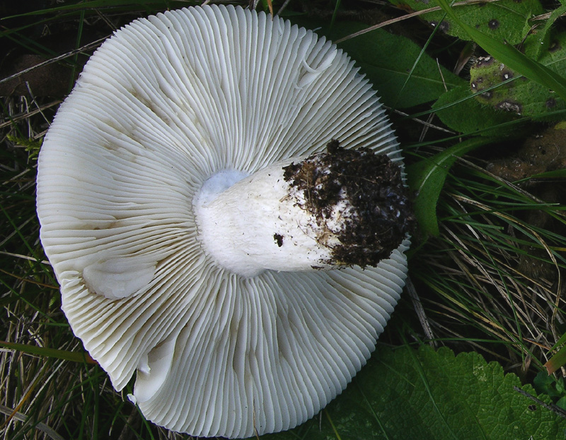 Russula da determinare.